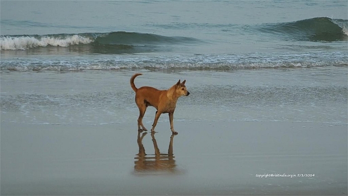 dog play at panambur beach